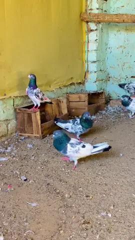 #pigeon #kabutarbazi #viralvideo #kabutarlover #foryou 