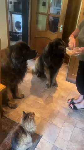 Snack time !! 😋🐾 #treats   . . #bigdog #dog #dogsofinstagram  #dogs  #doglife #dogstagram #doggo #dogsofinsta  #gentlegiant #bigpuppy  #mydogiscutest #scottishinstadogs #dogsofscotland #doglife  #leonbergerlove #leonbergers #happydogs  #bigdogs  #giantbreed #bigdogsofinstagram #catsanddogs #cats #dogsandpals #catsofinstagram #catstagram #catsofig #catsofworld #dogsandcats @Cats And Dogs @DogsOf TikTok @DOGS @Cats Of TikTok 