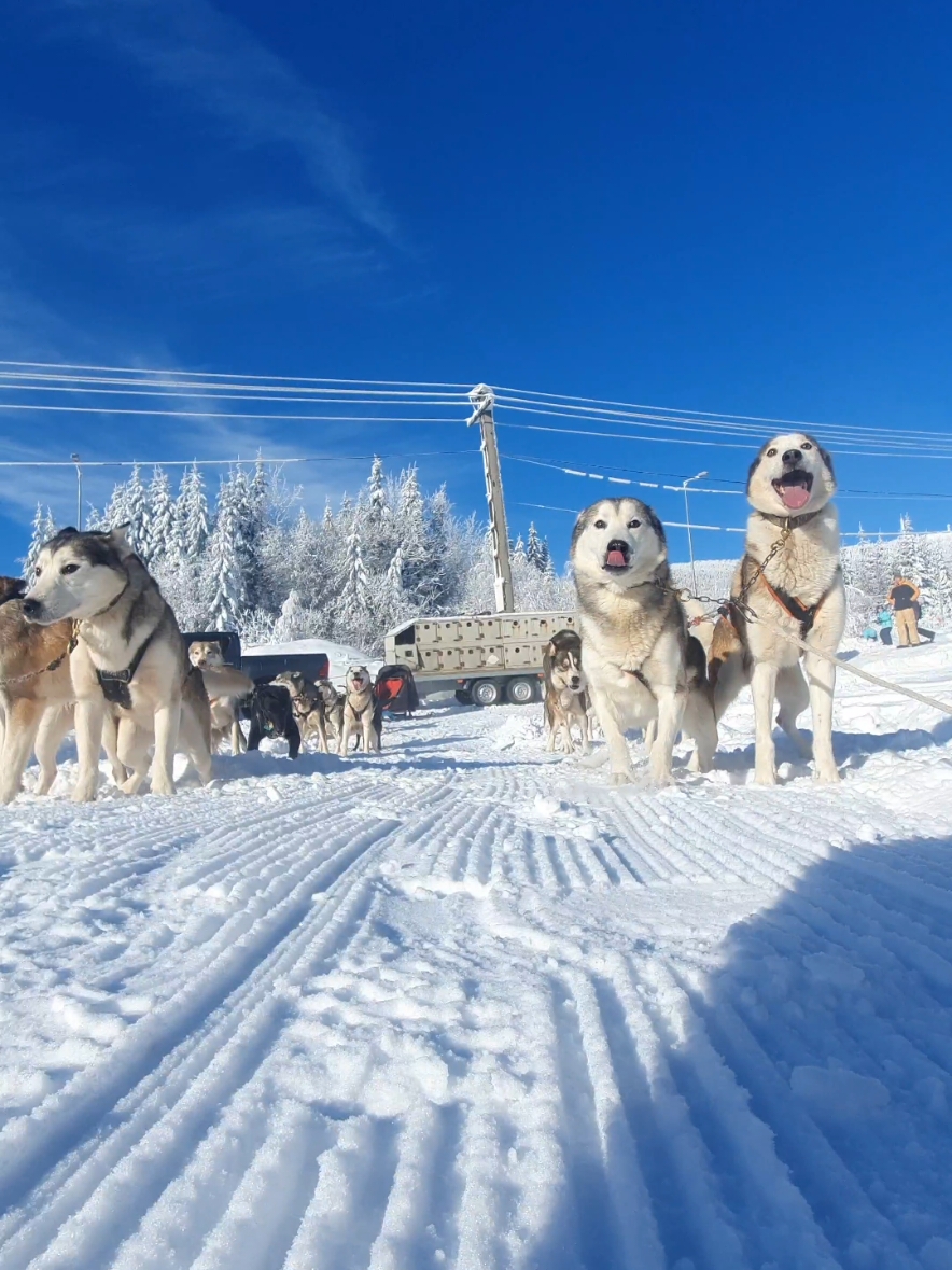 The season has officially opened! 😃 . . . #husky #tours #harghita #romania #visitharghita #winter #snow #snowyday #forest #amazingdogs #dog #dogs #doglover #nature #fun #adventure #fy #foryou #foryoupage #sleddog #sleddogs #sleddogride #sleddogtiktok 