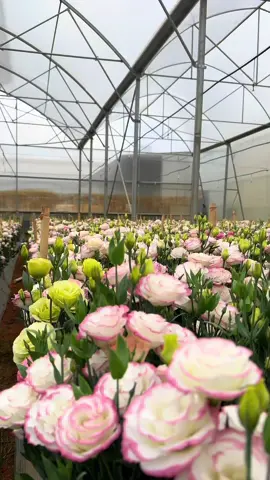 Bạn có biết:  Với giá thu mua hoa cát tường hiện tại là 40.000/kg tại vườn thì thePlantFarm đang lỗ 10-15tr/xào hoa đang cắt cho vụ mùa giáng sinh và rằm tháng 12. #hoa #cattuong #theplantfarm #giangsinh 