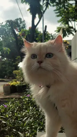 A year in Pussdut's life #catsoftiktok #cat #cutecat #fyp #2024 #serunyaliburan #euforia2025 #ekspresikan2024 #CapCut 