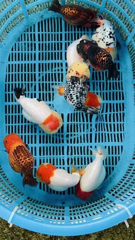 #cavang #nuoica #cacanh #goldfish #cavangvietnam 