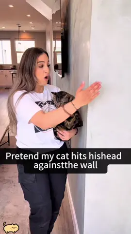 drama queen🤣🤣😺#cat #cats #catsmoves #tiktokcat #catsoftiktok #fyp #foryou #funnycats #funnyanimals #funnypets #funnyvideos #kitten #funnytiktok #cutecats #pet #usa #usa_tiktok