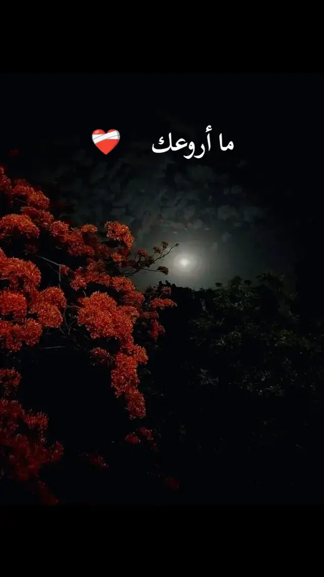ما اروعك ❤️‍🩹 🫶🥀 #نبيل_شعيل #ما_اروعك #الزمن_الجميل #قديم #مصمم_فيديوهات #مصمم_فيديوهات🎬🎵 #تصميم_فيديوهات🎶🎤🎬 #تصميم_فيديوهات #fyp 