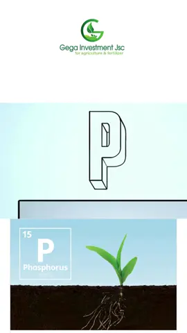 Phốt pho (Lân) là chất dinh dưỡng quan trọng nhất cho cây trồng sau nitơ. Nhưng điều đó không có nghĩa là sử dụng nhiều lân hơn sẽ luôn tốt hơn cho cây trồng của bạn. Hãy cùng khám phá lý do tại sao cây trồng cần lân và điều gì xảy ra dưới lòng đất khi lân được bón. Công ty Cổ phần Đầu tư Nông nghiệp xanh Germany kính chúc quý bà con, cô bác, anh chị em mùa màng bội thu! #photpho #lan #phanbonnpk #nongnghiepxanhgega #phanbon