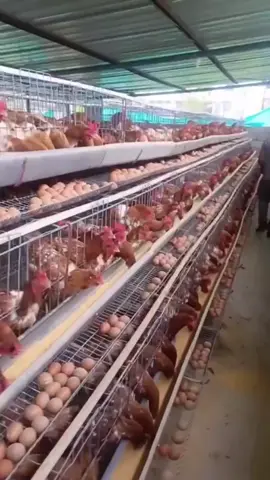 Battery cages are a housing system commonly used in intensive poultry farming, particularly for egg-laying hens. They are designed to maximize egg production while minimizing costs.  #eggs #chickeneggs #chickeneggs🥚 #kenyan #chicken #poultry #farming  #poultryfarming #adweekchicks #layersfarming #chickenfarming #chicken #cages #chickencages #broilers #broilerfarming #kienyeji #incubators #chicks #chickens #improvedkienyeji #viralvideo #trendingkenya #trendinginkenya #trendinghashtag #kienyeji #improved kienyeji #layerskenya #trendinghashtags