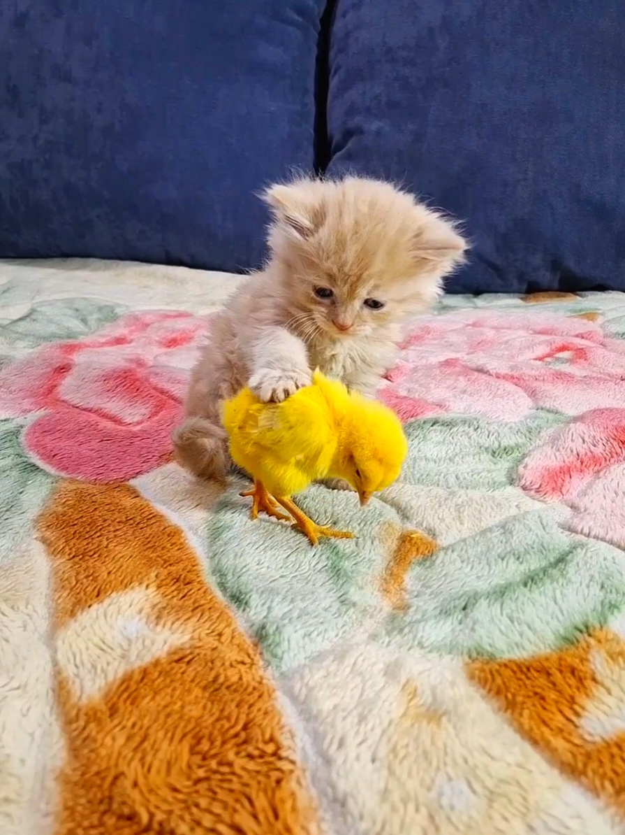 funny kitten wtih chick  #funny_cat_and_chick #kitten_chick_very_funny #funny_kitten_wtih_chicks #kittensoftiktok #funnyvideo #Funny_animals #kitten  #funny_kittenos #animals_funny   #funny_kitten #cat_funny_video