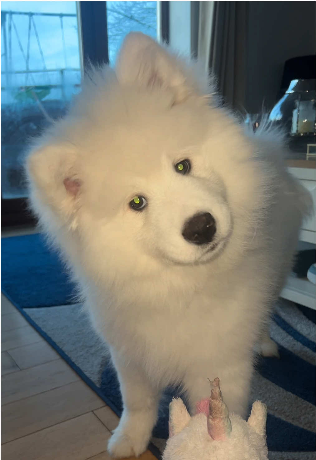 Playing sounds to see how he reacts #samoyedpuppy #fyp #samoyed #headtilt 