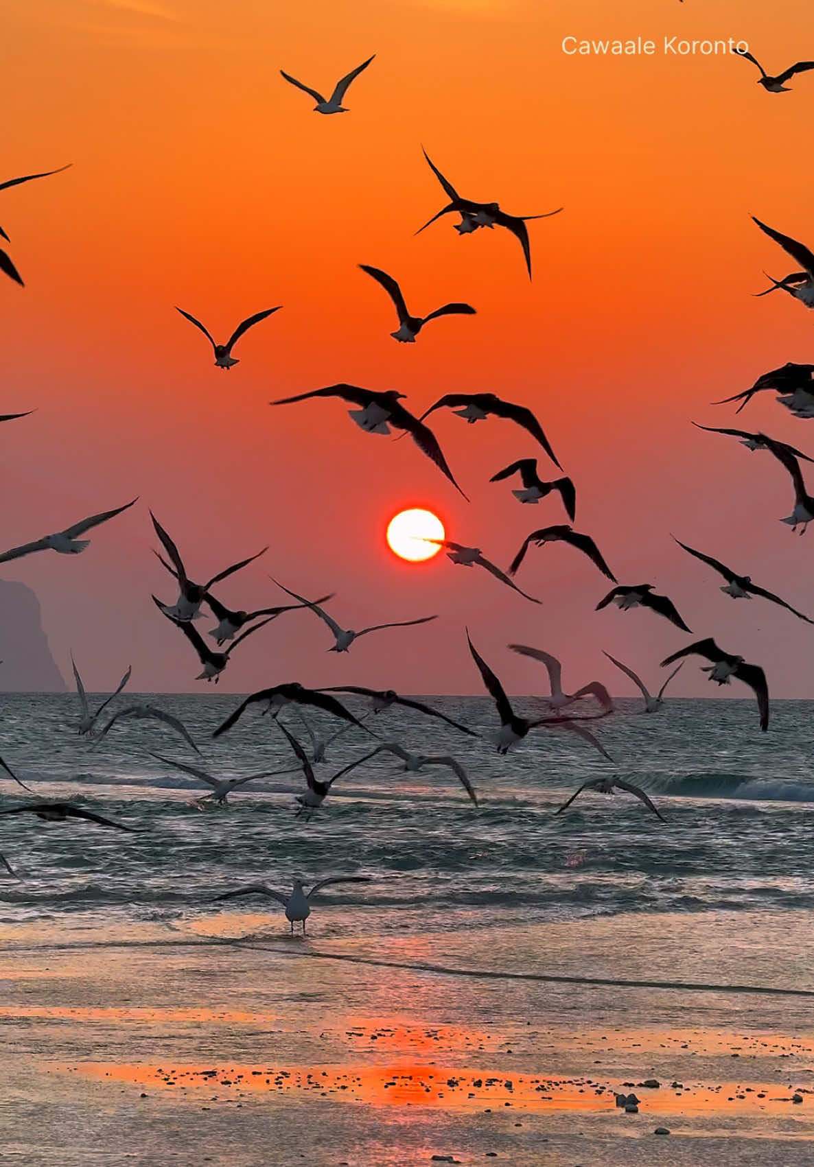 CALUULA WAXKALE WEEYE #caluula #raascasayr #puntlander #somalia🇸🇴 #cawaalekoronto #cawaalekoronto #fyp #beach #sunset