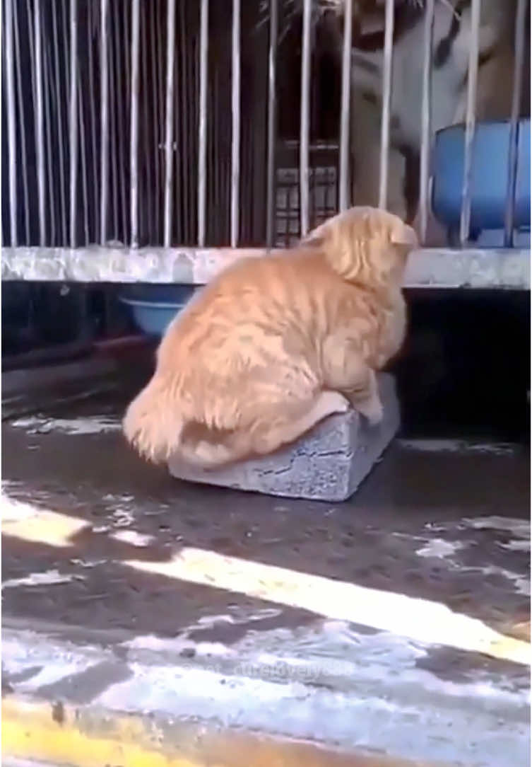 the last one#cat #cats #cutecat #catlover #catsoftiktok #fyp #foryou #foryoupage #funny #fypシ #funnycat #funnyvideos #funnytiktok #funnyanimals #kitty 