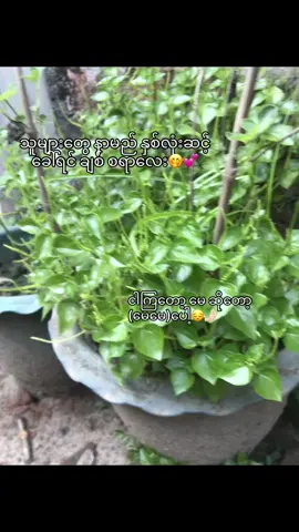 နာမည်မသိရင်မေမေလို့ခေါ်🥹🤌🏻#TikTok 