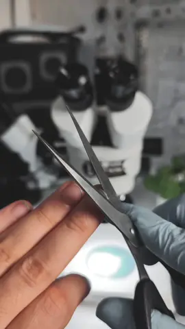 I USE 🔬 MAGUS STEREO 7B & 🔬 #LEVENHUK MED 45D link in my bio