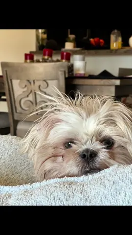 Never a dull moment with Adele. #dogs #dogsofinstagram #dog #puppy #dogstagram #doglover #dogoftheday #doglife #doglovers #instadog #pets #puppylove #Love #puppies #puppiesofinstagram #pet #dogsofinsta #cute #dogslife #petsofinstagram #cats #doggo #ilovemydog #animals #instagram #doglove #cutedogs #dogphotography #petstagram #adoptdontshop #shihtzu #shihtzusofinstagram #dogsofinstagram #shihtzulovers #dog #puppy #dogs #shihtzulove #shihtzupuppy #pet #doglover #doglovers #doglife #puppylove #instadog #dogstagram #shihtzugram #shihtzus #shihtzubrasil #dogoftheday #puppiesofinstagram #poodle #cute #pets #shihtzulover #shihtzunation #Love #shihtzusgram #petsofinstagram #maltese