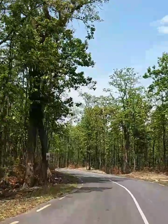 #jungle #bato #dahijhoda 
