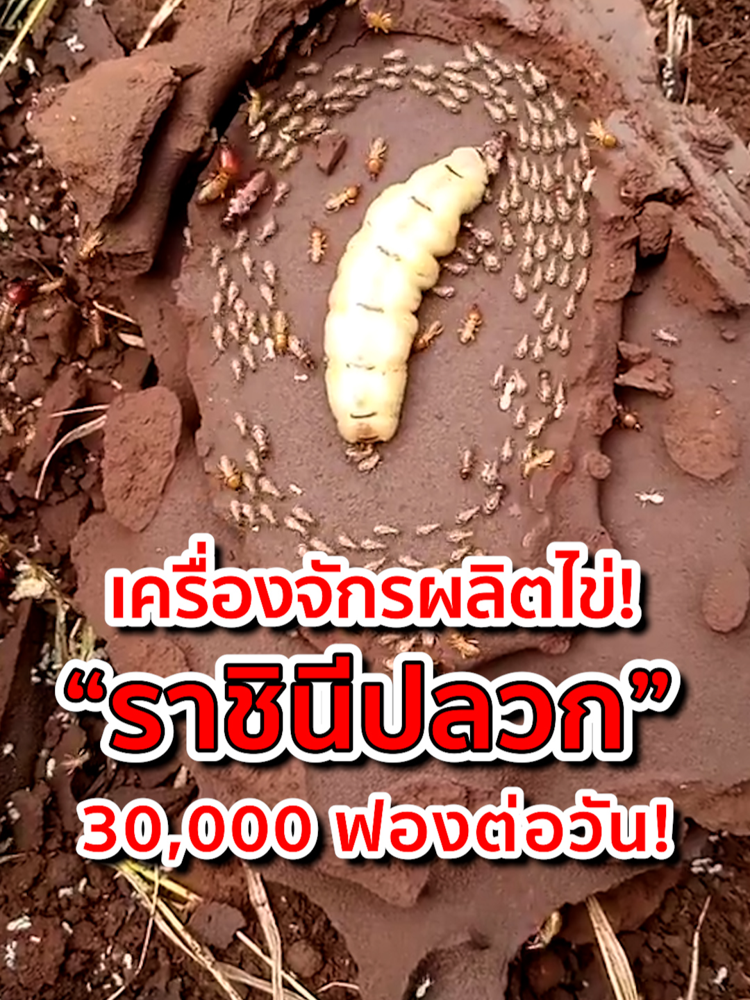 เครื่องจักรผลิตไข่ ราชินีปลวก 30,000 ฟองต่อวัน! #ราชินีปลวก #เรื่องจริงเกี่ยวกับปลวก #ความรู้สัตว์โลก #โลกของปลวก #สารคดีสัตว์ #ปลวก #สัตว์น่าทึ่ง #QueenTermite #TermiteFacts #TermiteLife #animals #IAMANIMAL