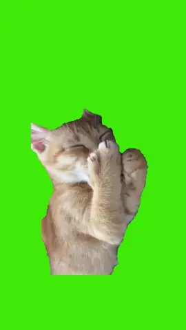 meme cats cho ai cần #catsmeme#memecat#cats #fyp #laughing #catlover