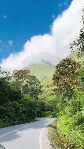 #selvaperuana #viajes #turismo #perútravel #nature #selva #travelphotography #traveler #paisaje #carretera #paisaje #naturaleza #perú #travel #creatorsearchinsights