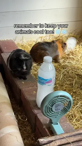 perfect AC setup for the girls! Ice bottles in front of the fans blow cool air & keep their home nice and chilly, they absolutely love it. 🧊💨  Some animals (like guinea pigs) can’t sweat, so they rely on us to help them regulate their body temperature. If you don’t have a fan (or your animals aren’t used to them), frozen bottles work wonders! They’ll happily lie next to them and have a little lick to cool down. Also course cool fruits like watermelon & cucumbers keep them cool & hydrated 🫶🏽❄️  #animalstips #Summer #keepingcool 