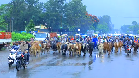#የሀላባ ኢንተርናሽናል ስታዲየም የገጠር ማህበረሰብ የሰንጋዎች ድጋፍ ለትውስታ 