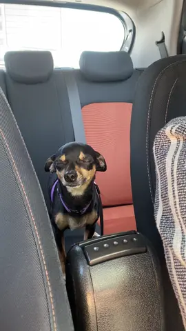 She’s cranky because she knows the seatbelt is coming.😅 #pinscher #pinschers #miniaturepinscher #dog #dogs #cat #cats #doğal #atıştırmalık #pug #pugs #pinçır #pinscherchristmas #hayvanseverler #kadıköy #minipin #minipinscher #pinscherlover #goldenretriever #terrier #car #doginthecar #emniyetkemeri 