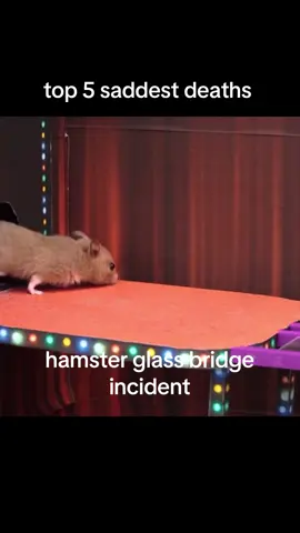 it’s a joke the hamsters are fine #fyp#hamster#glassbridge#funny#joke