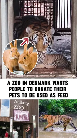 A zoo in Denmark wants people to donate their pets to be used as feed #fyp #breakingnews #news #foryoupage 
