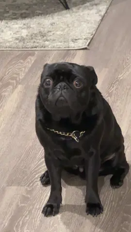 Every time the stove vent comes on he gets so paranoid and scared! But once dinner is done, he gets calm again 🤣🤣🤣 #pug #pugs #pugsoftiktok #puglife #pugpuppy #grumble #dog #dogsoftiktok #dogs #pugpuppy #walkies #pets #PetsOfTikTok #fyp #fypage #fyppppppppppppppppppppppp