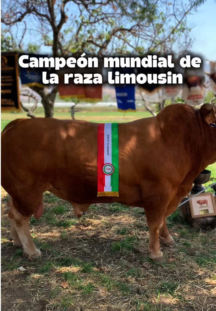 Actual campeón mundial de la raza limousin. 🐮🥇🤎  #limousin #campeon #toros #rancho #ganaderia    