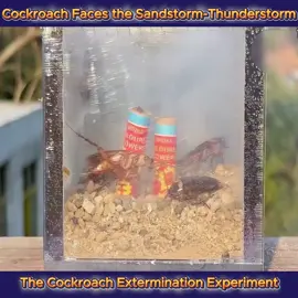 Cute Cockroach #foryou #tiktok #fyp #animals #cockroach #cuteanimals 