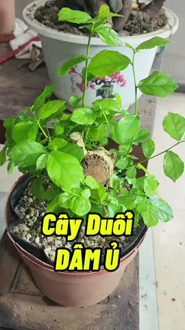Lá Cây Duối Khi Đã Ra Rễ #cayduoi #camcanhcayduoi #cayduoi #trongcayduoi #kichreduoi 