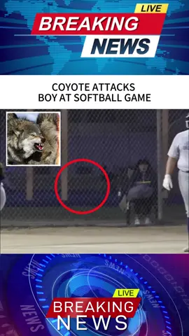Coyote attacks boy at softball game!#Foryou #news #news #tiktok 
