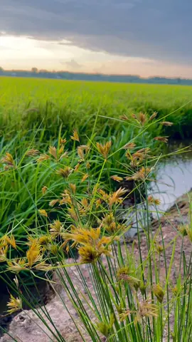 Chiều bình yên trên cánh đồng lúa ở vùng quê nghèo 🌾🥰#tinhmietvuon#canhqueyenbinh#mientayquetoi#chill#canhdonglua 