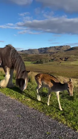Deer and horse meeting asmr Via clydesdalesonthecroft on ig  #deer #clydesdale #horse #asmr #animals 