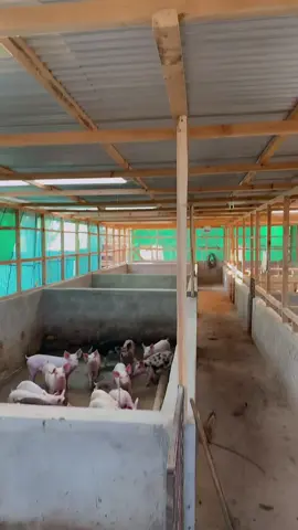 🐷🐷🐷Your Guide to Profitable Pig Farming #pigfarming, #oinkoinkpigfarm🐽🐽🐷#farmerslife, #agriculture, #animalhusbandry🐽 @ONEWAY KIE CEO 