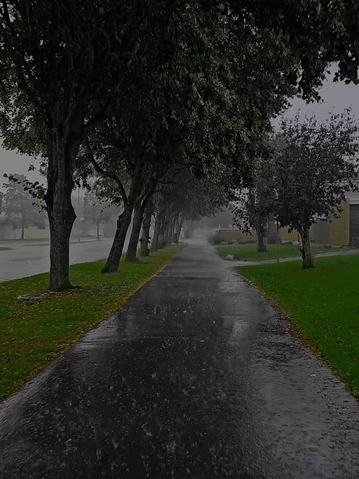 calming rain #liminal #weather #nature #rain #rainfall 
