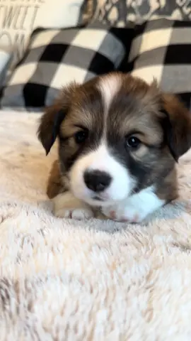 The cutest Corgi voices!!! Also, he’s looking for his forever family!!!#rogersfluffybuttcorgis #corgi #corgisoftiktok #corgis #puppy 