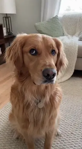A golden retriever sits perfectly still, staring intensely at their owner eating a burger. The judgmental side-eye and occasional sad whimper make it impossible not to feel guilty for not sharing.