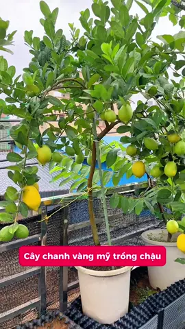 Cây chanh vàng Mỹ trồng chậu trên ban công #chanhvangmy #chanhvang #trongcaysanthuong #trongcaybancong #chanhchanh🍋 