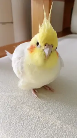 Cuteness Overload ✨🤩🦜#cutealert #cutepets #cockatiel #cockatielscraze #creatorsearchinsights 