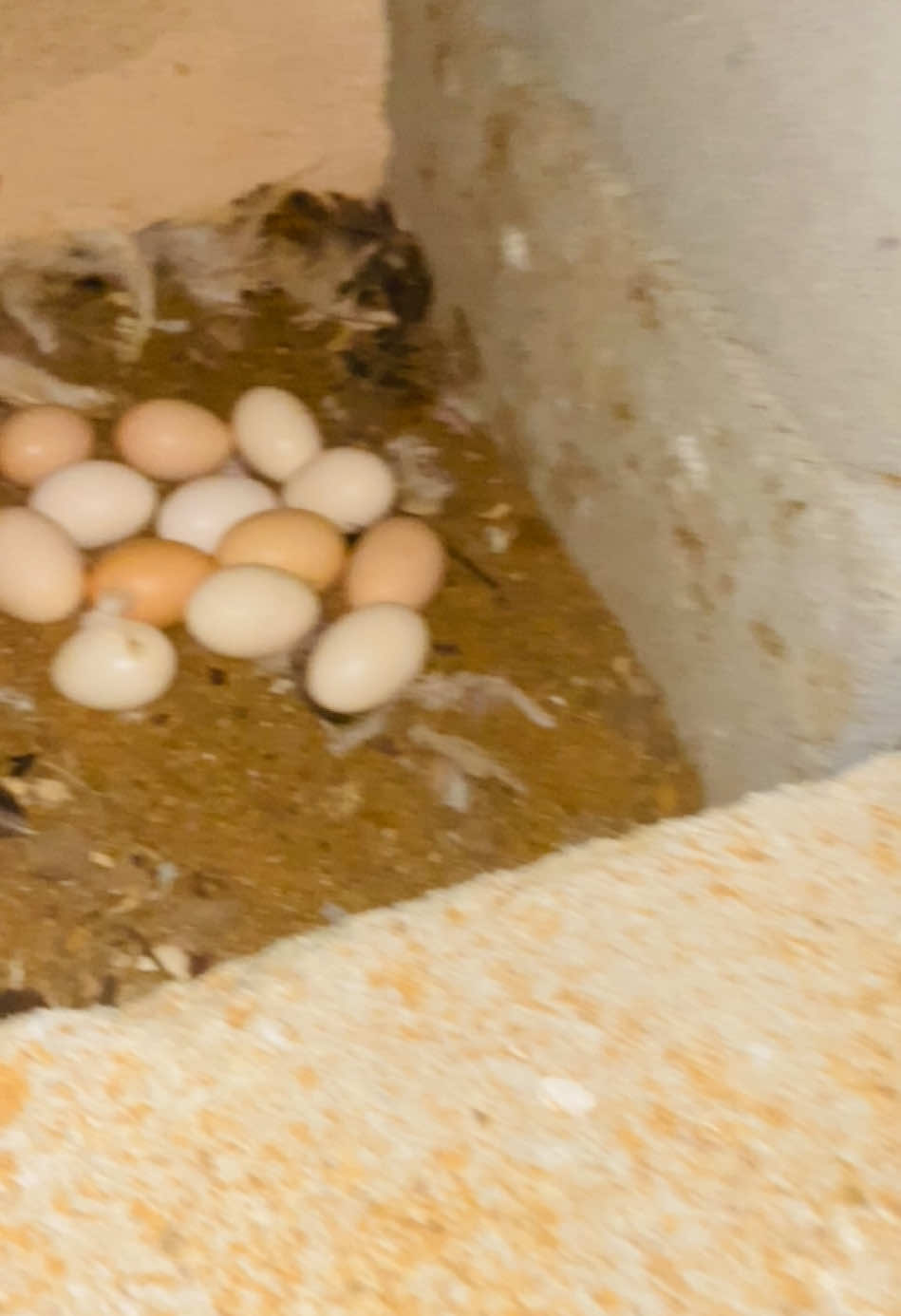 Une poule brahma hermine standard qui couve ses œufs, c’est adorable 🥰❤️#poule #brahma #pourtoii #mali #fyp 🇲🇱