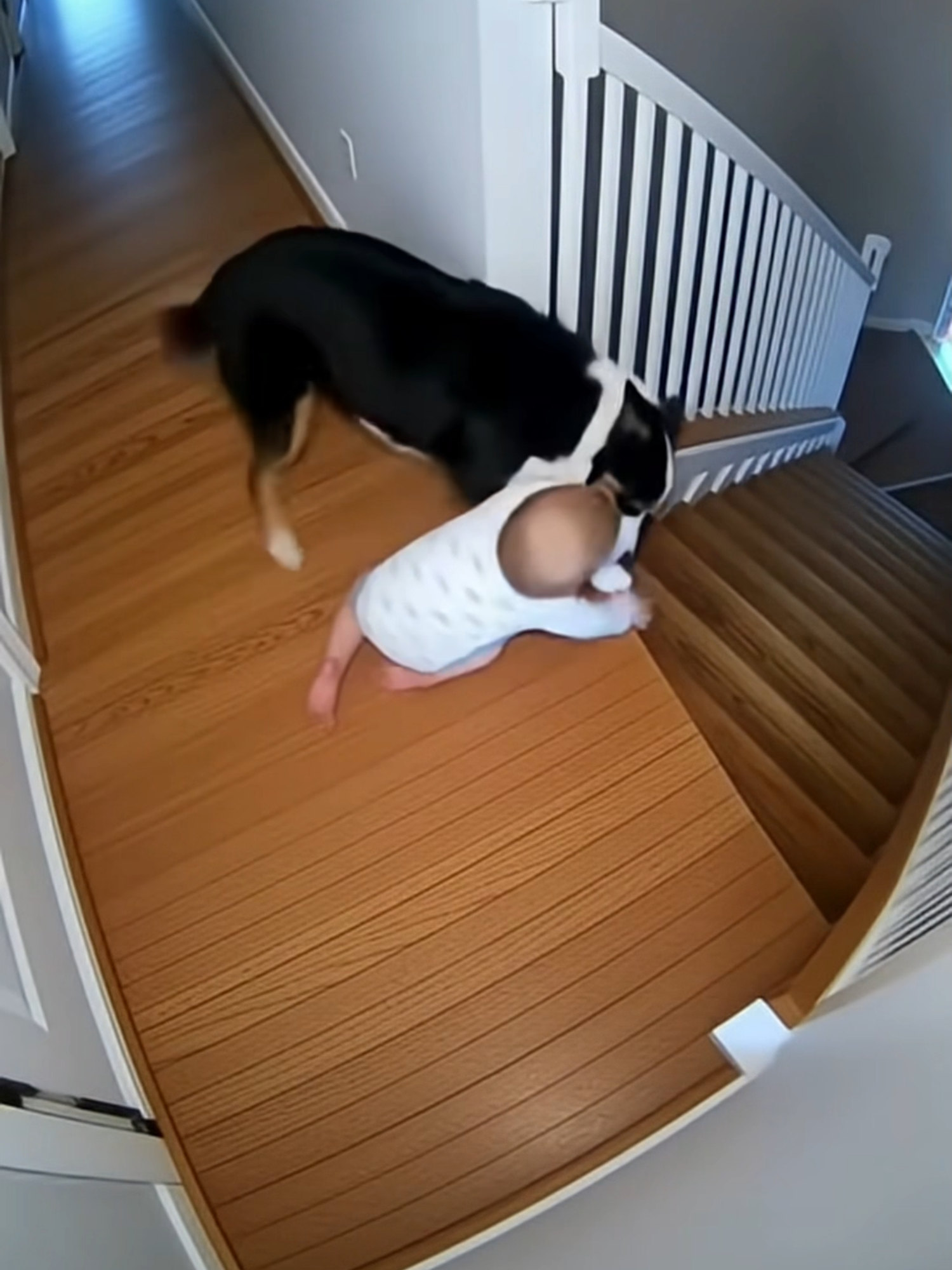 Border Collie Saves Baby From Falling Down the Stairs  #HeroDog #CaughtOnCamera #viral #usa #tiktok