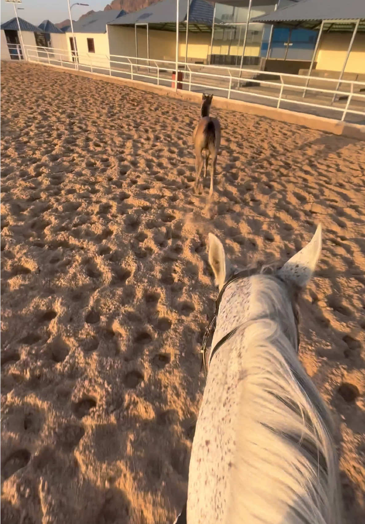 Love them 🤍🤍 #horse #horsesriding #horseslove #rider #fyp 