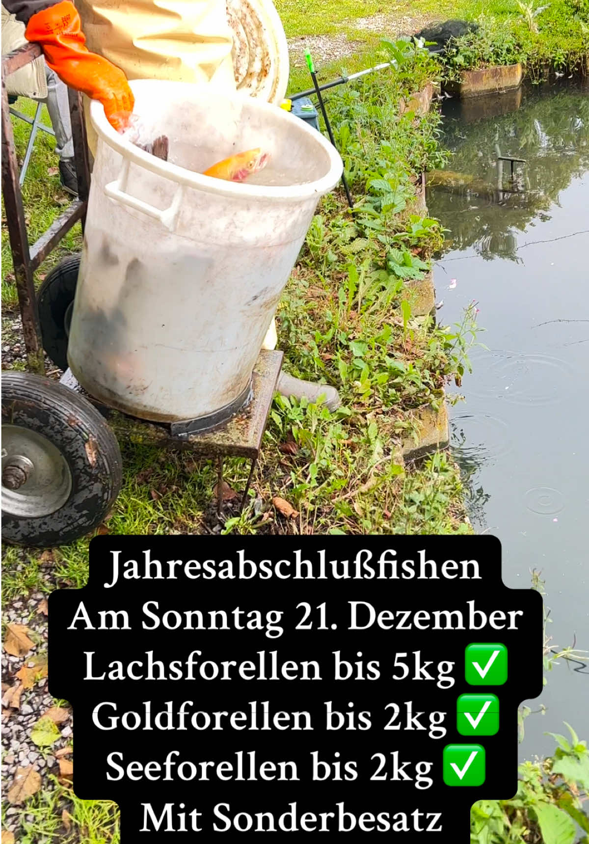 Eine wunderschönes Lachsforelle ist eingestiegen, was für ein Drill !!!🐟  Angelschein wird NICHT benötigt ❌ Kein Aufpreis für den Fisch❌ #angeln #fishingvideos #foryoupage❤️❤️ #forellenangeln #fishbesatz 