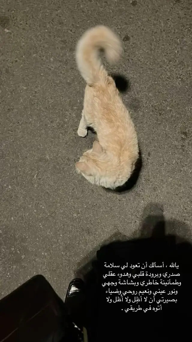 أن تلمس قلوبنا الطمأنينه يالله.
