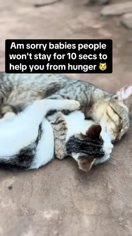 #donate #catsofinstagram #catsofttiktok #catlover #HelpMyCats 