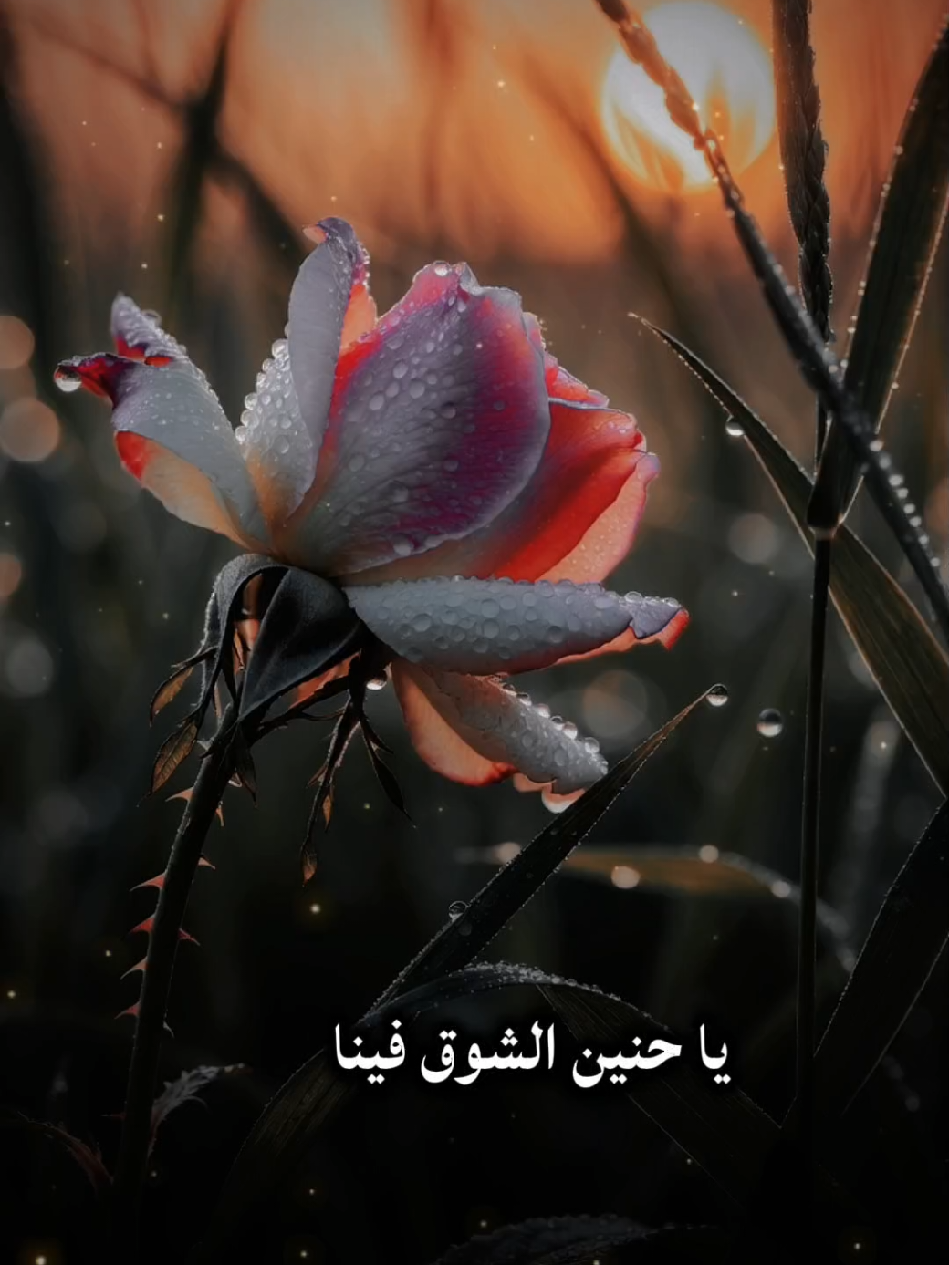 ياحنين الشوق فينا #لا_اله_الا_الله #محمد_رسول_الله #صلى_الله_عليه_وسلم #اناشيد_بدون_موسيقى #اناشيد_متنوعة 