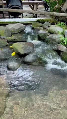 Ada mata air yang sangat jernih , saking jernihnya bisa melihat dasar kolam , UMBUL KEMANTEN adalah rekomendasi tempat untuk berenang bersama keluarga , banyak juga penjual kuliner di dekat kolam, bisa bersantai walau tidak ikut berenang . Harga tiket masuk Rp 10.000 / per orang . #umbulkemanten #tempatberenangdiklaten #wisataklaten #mataairjernih #tahunbaru2026
