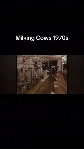 Milking cows 1970s #oldskoolfarmingclips #milking #cows #1970s #uk