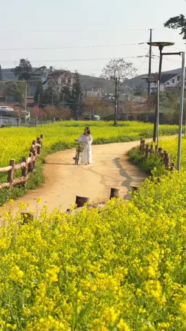 Vườn cải Lỏi Tươi đang độ xinh nhất nhé mấy nàng ơi, váy trắng vào đây là auto xinh nè 🌼#travel #mocchau #reviewmocchau #xuhuong #homestaymocchau 