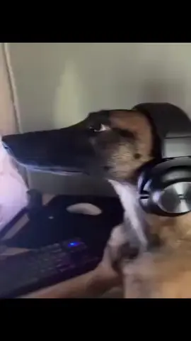 Алё, собака. #собака #компьютер #ПК #geek #гик #dog #pc #personalcomputer #fyp #ls 